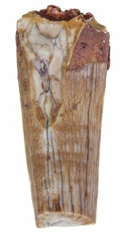 Partial Phytosaur Anterior Tooth - Arizona #62414